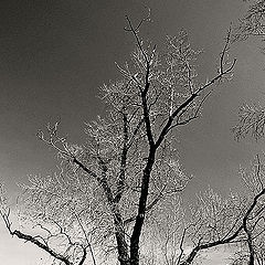 photo "***"