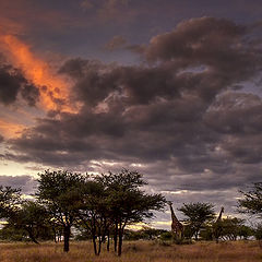 photo "Sunset in savanna"