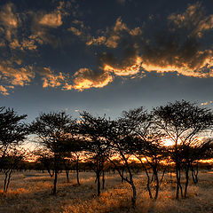 photo "Sunset in savanna (2)"