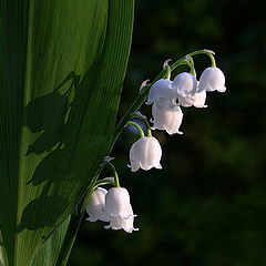 photo "Convallaria majalis"