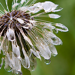 photo "May rain"