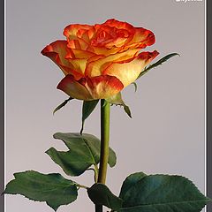 фото "Simply rose (2)"