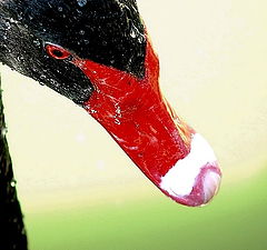 photo "Sad portrait with drops"