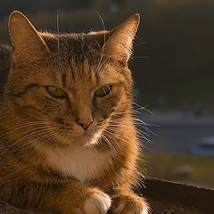 photo "Evening thoughts"