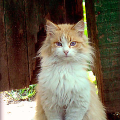 photo "***"