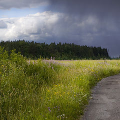 фото "Грибной дождь"