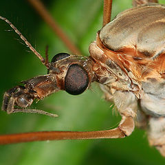 photo "Portrait of the midge"