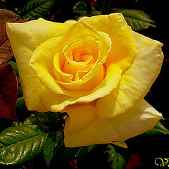 фото "Yellow rose"