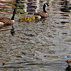 photo "The family"