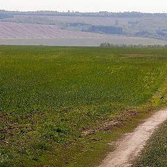 фото "Поле"