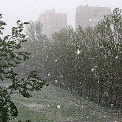 photo "a May day snowstorm"