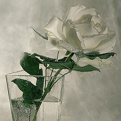 фото "чайная роза"