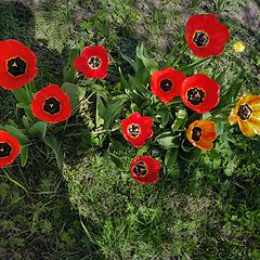 photo "Self-portrait with flowers"