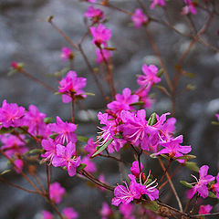 photo "***"