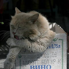 фото "Вот это я вчера погулял.."