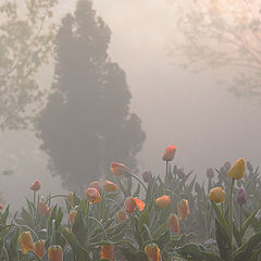 фото "Утренние тюльпаны"