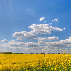 фото "yellow field"