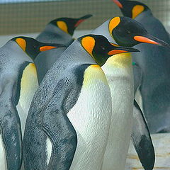 photo "Royal penguins"