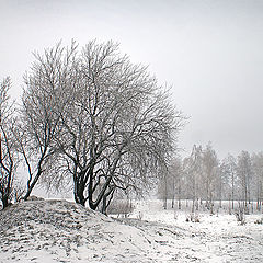 фото "Скупая зима"