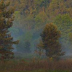 photo "Verdure of Spring..."