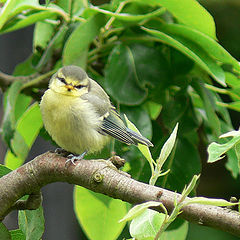 album "Birds"