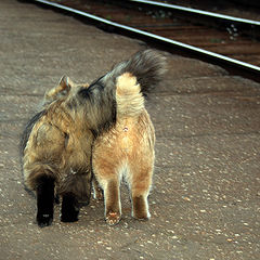 фото "Романс"