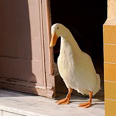 photo "Who's knocking?"