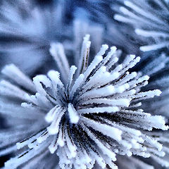 photo "winter hedgehogs"