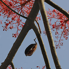 photo "Red cobweb and... last year"s dry fruit."