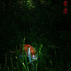 photo "The Book of Jungle,"