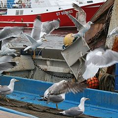 photo "the moment of a big breakfast"