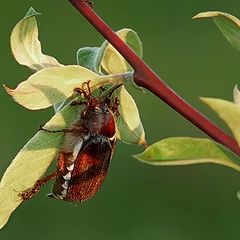 photo "Successful hunting"