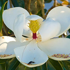 photo "Love onf Magnolia's Petals"