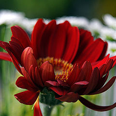 photo "shaggy-haired flower"