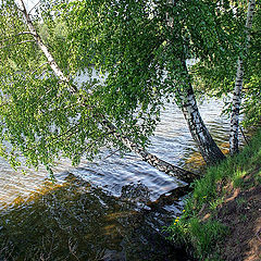 photo "birch over the water"