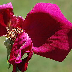 photo "Lady in Red."