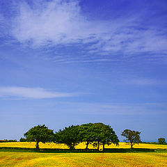 photo "Irish Spring"