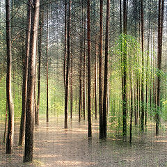 photo "Sunny forest"