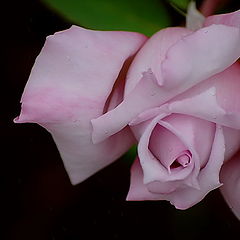 photo "a rose"