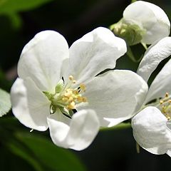 фотоальбом "Цветы"