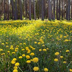 photo "May glade"