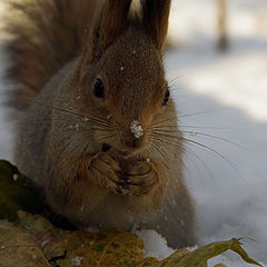 photo "squirrel"