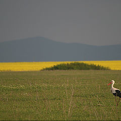 фото "morning walk"