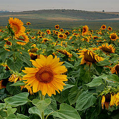 фото "Sunflowers"