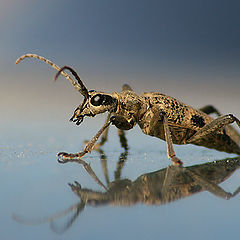 photo "Mirrored Bug"