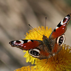 photo "Butterfly"