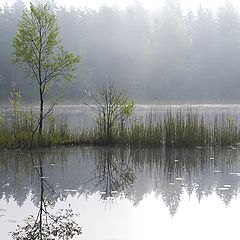 фото "Островок"