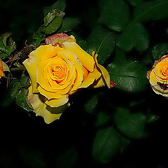 photo "The Yellow Roses And... The Ant...."
