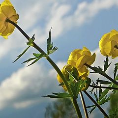 photo "Trollius"