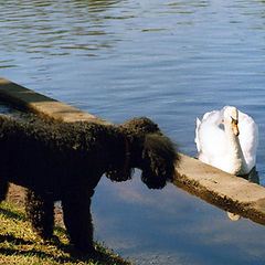 photo "Bird and dog"